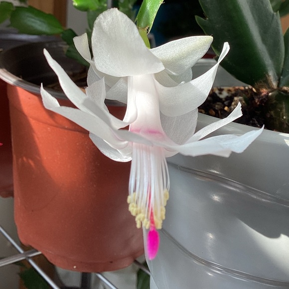 Pretty! - Picture 1 of 1